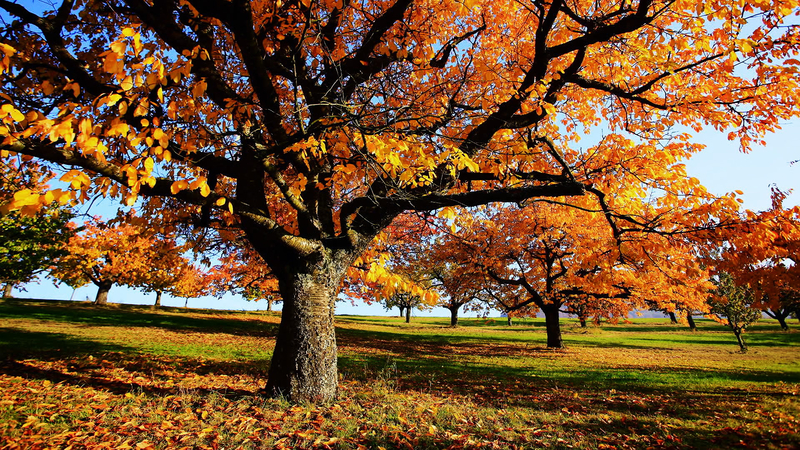 Baumimherbst