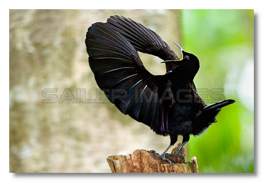 Paradiesvogel