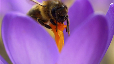 Bieneundkrokus