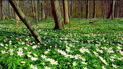 Buschwindroeschen1