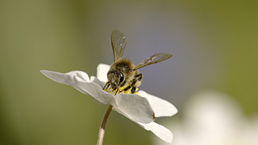 Buschwindr�schen und Biene2