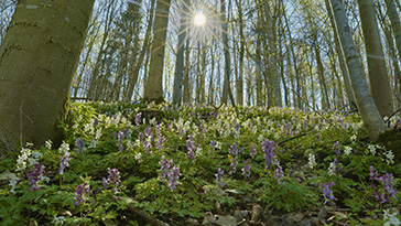 Dunkle Biene2