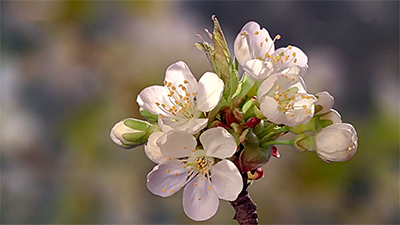 Fruehling1