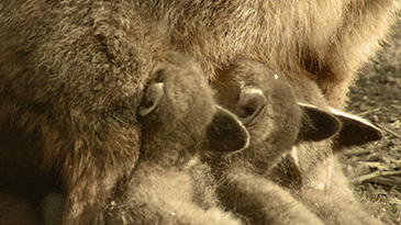 Fuchs beim S�ugen4 2 Kopie