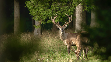 Hirsch22 1 Kopie