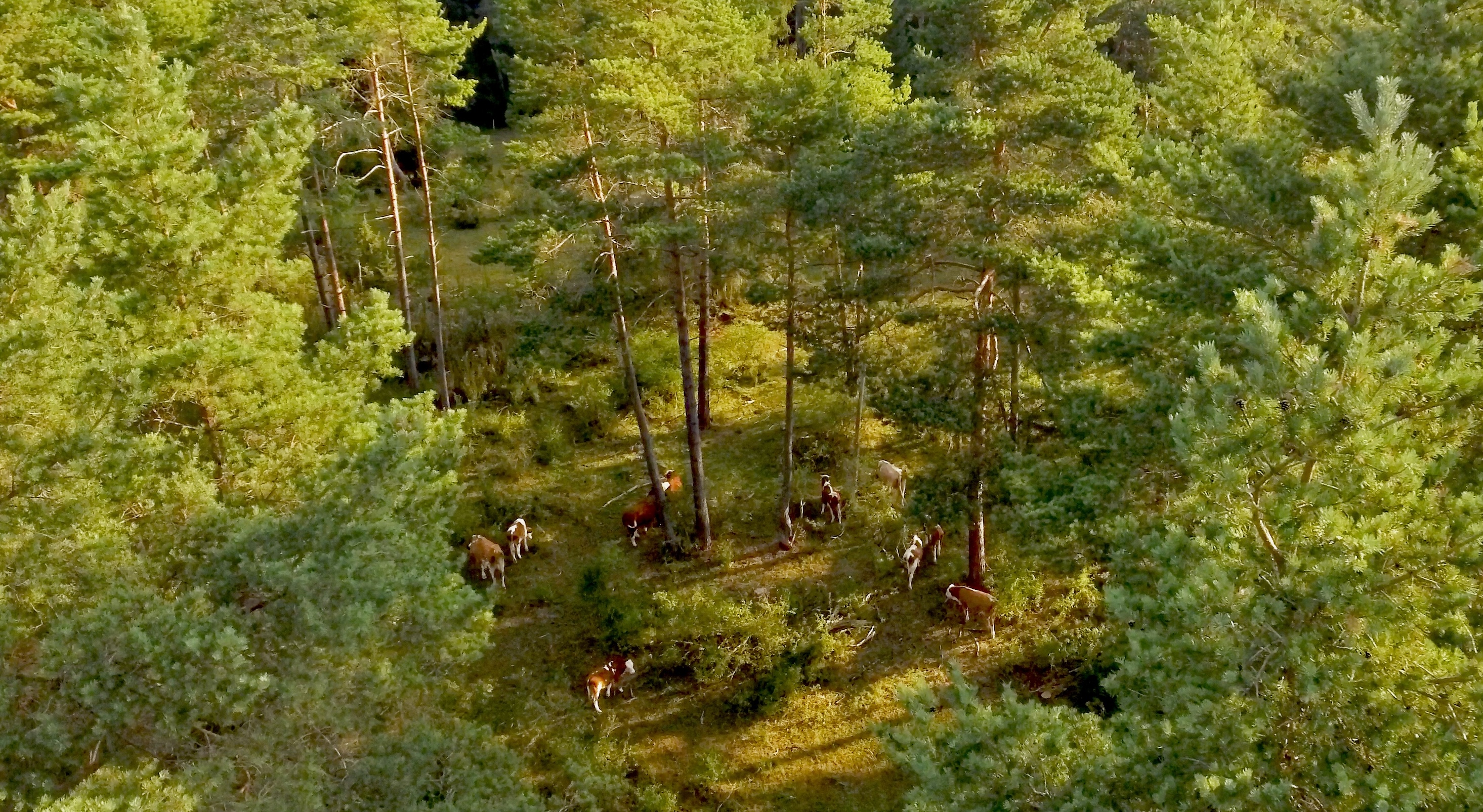 KuehevonOben