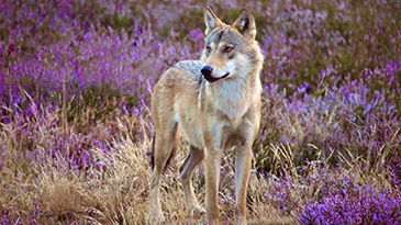 Wolf 1 Kopie