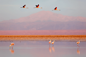 Flamingos
