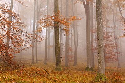 Herbstwald
