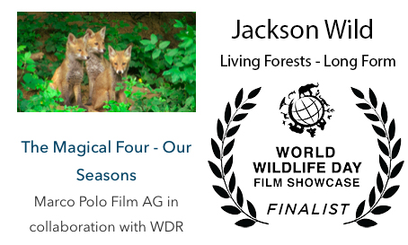 Jackson Wild