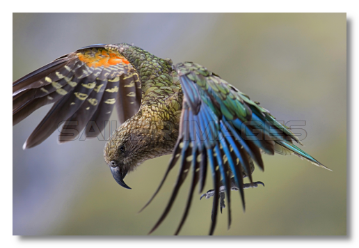 Kea