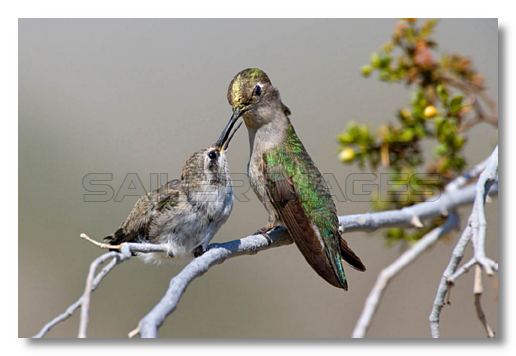 Kolibri