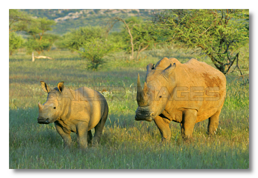Nashorn