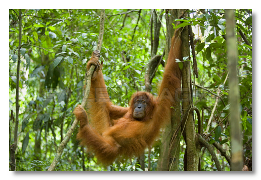 Orangutan