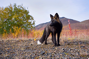 Silberfuchs1