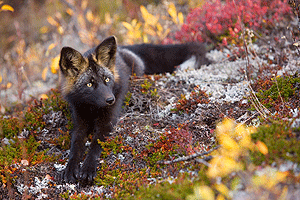 Silberfuchs7