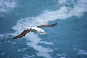 Albatros
