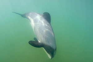 Hectordolphin