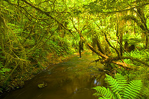 NZWald