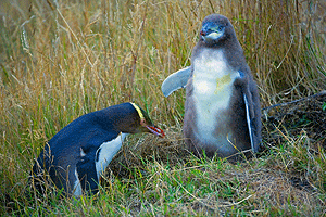 Pingu2