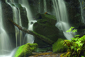 Regenwald12
